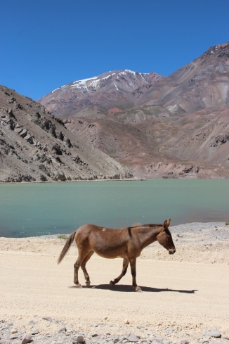 Mule, upper Valle de Elqui